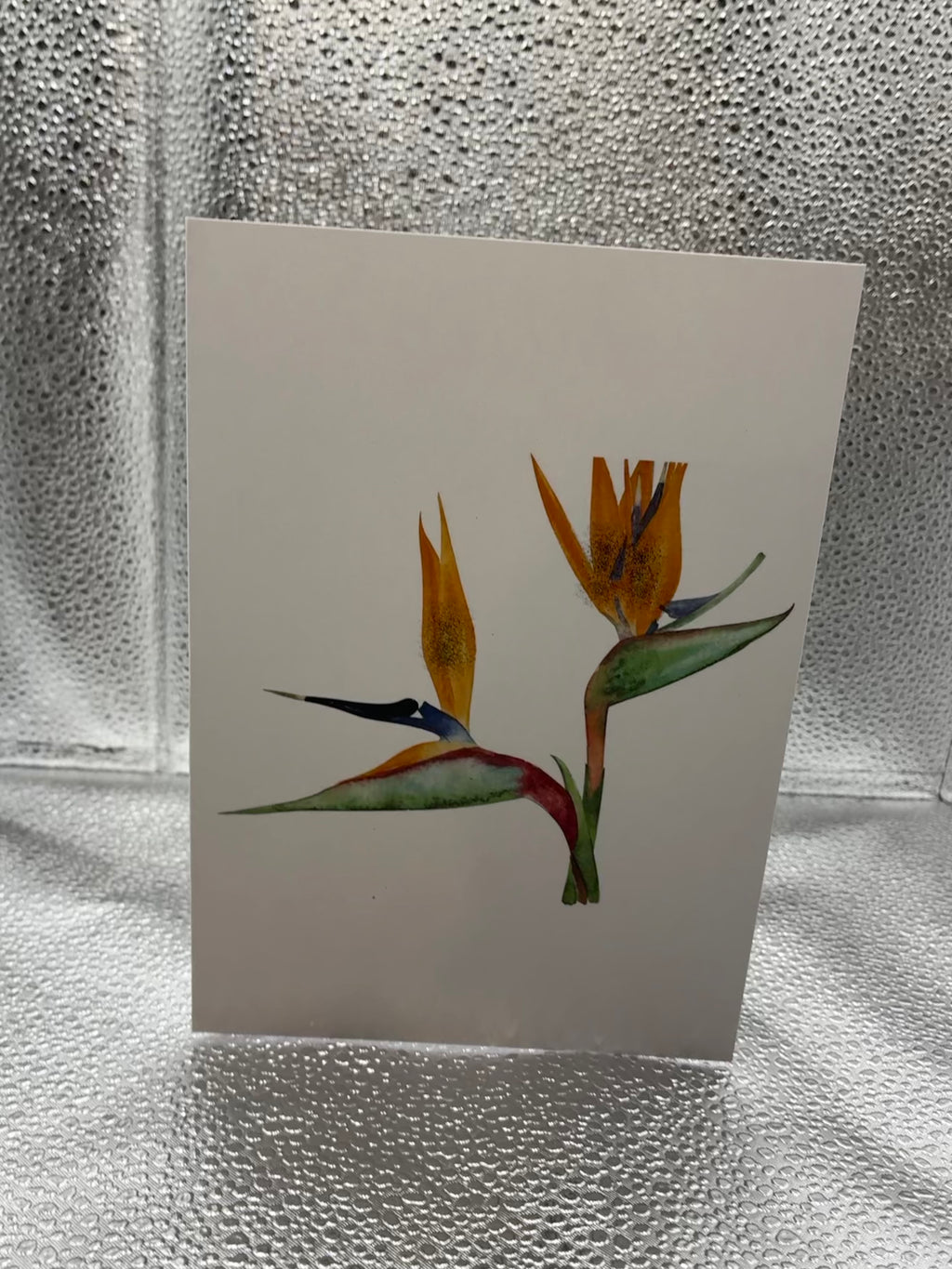 Aloha, Frank – Tropical Card Set